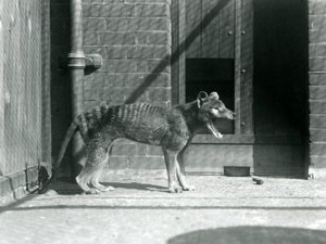 Ein Beutelwolf im Londoner Zoo, August 1926 (s/w Foto) von Frederick William Bond