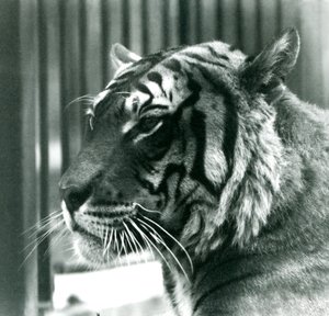 Tiger Sam im Londoner Zoo im Jahr 1925 von Frederick William Bond