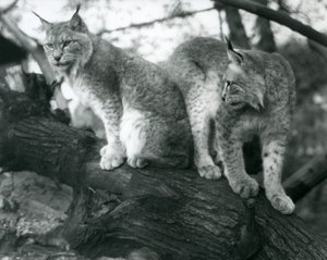 Zwei Nordluchse, einer sitzt und einer steht auf einem Ast, Londoner Zoo, Oktober 1925 von Frederick William Bond