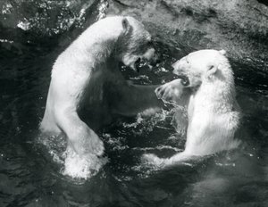 Zwei Eisbären, spielend in ihrem Pool im Londoner Zoo im Jahr 1926 von Frederick William Bond
