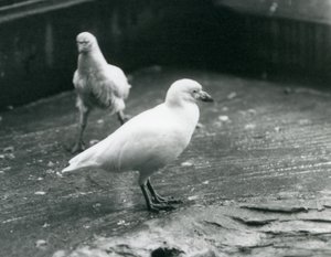 Zwei Schneescheidenvögel, die im August 1927 im Londoner Zoo stehen und gehen