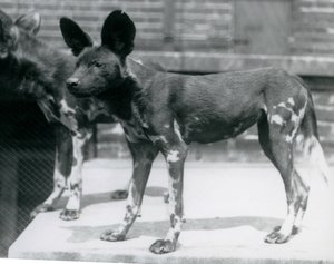 Zwei Somali-Wildhunde im Londoner Zoo, Juli 1925 von Frederick William Bond