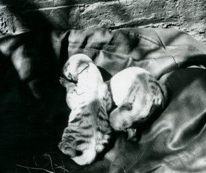 Zwei gestreifte Hyänenjunge im Londoner Zoo, ca. 1914 von Frederick William Bond