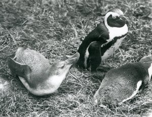 Zwei junge und ein erwachsener Schwarzfußpinguin auf Gras im Londoner Zoo, April 1925