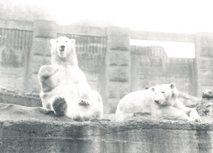 Zwei Eisbären im ZSL London Zoo, 1927 von Frederick William Bond