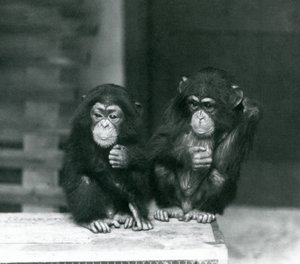 Zwei junge Schimpansen, die auf einer Holzkiste sitzen, Londoner Zoo von Frederick William Bond