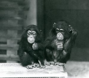 Zwei junge Schimpansen sitzen auf einer Holzkiste, Londoner Zoo, 1924 von Frederick William Bond
