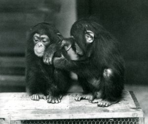 Zwei junge Schimpansen sitzen auf einer Holzkiste, Londoner Zoo, 1924 von Frederick William Bond