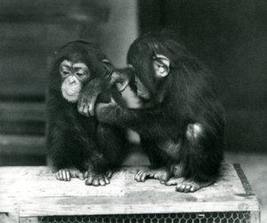 Zwei junge Schimpansen sitzen auf einer Holzkiste. Einer sitzt still, während der andere sein Fell pflegt, Londoner Zoo von Frederick William Bond