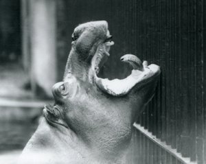 Junger Flusspferd Bobbie im Londoner Zoo, 1927 von Frederick William Bond