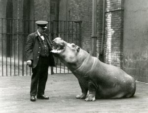 Junges Flusspferd Bobbie sitzt für Wärter Ernie Bowman, London Zoo, Juli 1923 von Frederick William Bond