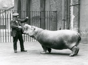 Junges Flusspferd Bobbie mit Wärter Ernie Bowman, London Zoo, Juli 1923 von Frederick William Bond