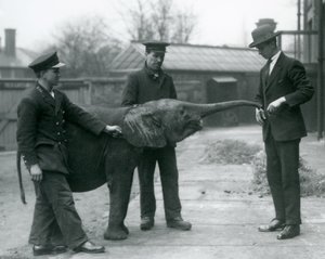 Junge weibliche afrikanische Zwerg-Elefantin Oojah hebt ihren Rüssel für eine Belohnung im Londoner Zoo, Juni 1925 von Frederick William Bond