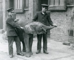 Junge weibliche afrikanische Zwerg-Elefantin Oojah hebt ihren Rüssel für eine Belohnung von ihren Pflegern im Londoner Zoo, April 1925 von Frederick William Bond