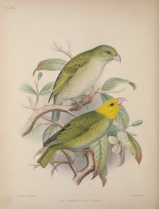 Psittirostra Psittacea, aus 