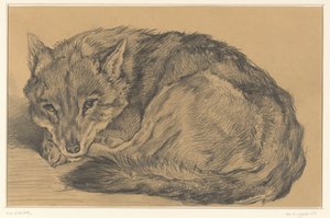 Liegender Fuchs