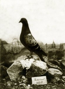 Tiere während des Ersten Weltkriegs 1914-1918: Der berühmte Vaillant-Taube