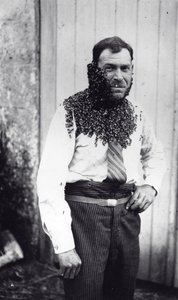 Imker Angel Peuchaud bedeckt mit Bienen in Angoulême, Charentes, Frankreich von French Photographer