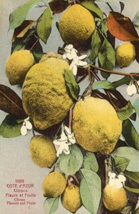 Zitronen und Zitronenblüten