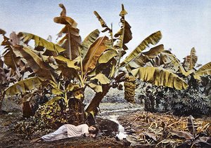 Eine Bananen- und Maniokplantage in Neukaledonien, spätes 19. Jahrhundert