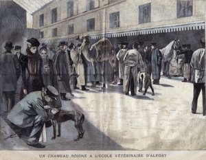 Ein Kamel wird an der Veterinärschule von Maison-Alfort behandelt. Illustration von 1899 in 