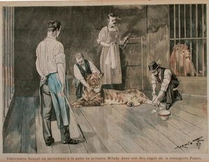 Ein Tierarzt verbindet die Pfote der Löwin Milady, ca. 1898-99 (farbige Gravur)