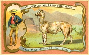 Werbe-Chromolithographie von Schokoladen Guerin Boutron, Die Säugetiere, Das Lama von French School