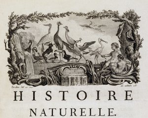 Allegorie der Naturgeschichte über Vögel - in „Histoire naturelle, générale et particulière“ von Buffon von French School