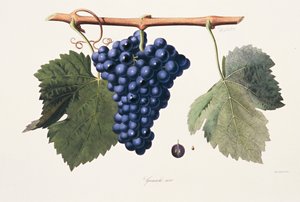 Ampelographie, Grenache-Traube Côtes du Rhône