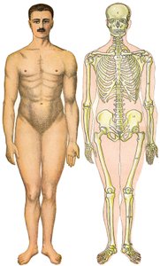 Anatomisches Faltblatt der Neuen Praktischen Enzyklopädie der Medizin und Hygiene, von Dr. Rehm, Buchhandlung Aristide Quillet 1922 - menschlicher Körper Gesicht - nackter Mann ohne offensichtliches Geschlecht (Gummigeschlecht) neben seinem Skelett von French School