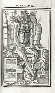 Anatomische Illustration, 1546