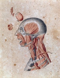 Anatomie des Kopfes, gezeichnet von einem Studenten (Buntstift auf Papier) von French School