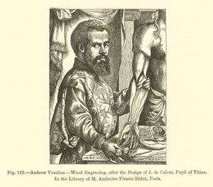Andreas Vesalius (Gravur) von French School