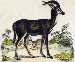 Antilope. Gravur in "Alphabet des animaux sauvages". 9. Serie. Bilder von Epinal, Pellerin, Drucker-Verleger, um 1870. Holzschnitte, schabloniert. 16 Seiten. Dim: 20 x 15 cm. Private Sammlung. von French School