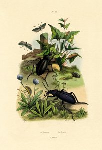 Käfer