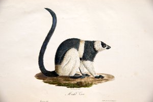 Schwarzweißer Vari, aus Histoire Naturelle des Mammifères, mit Originalfiguren, von Étienne Geoffroy Saint-Hilaire & Frédéric Cuvier, 1824-42
