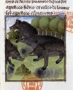 Wildschweine - aus „Hunting Book of Gaston Phoebus, Count of Foix, Lord of Béarn“ von French School