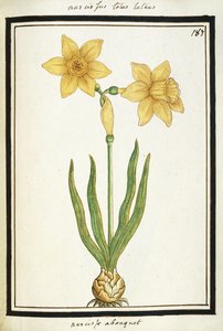 Narzissenstrauß, um 1700