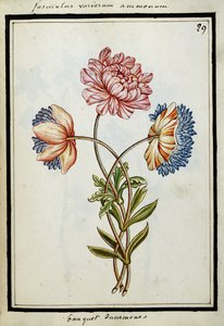 Blumenstrauß aus Anemonen, ca. 1700