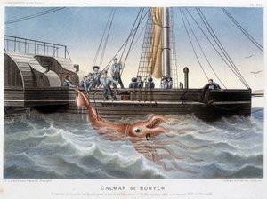 Bouyer-Tintenfisch - in „Le monde de la mer“ von Alfred Fredol, Hachette, Paris von French School