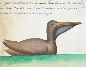 Brauner Pelikan (Pelecanus occidentalis), Galapagos-Inseln, Aquarell aus dem Logbuch von Jacques Gouin de Beauchesne, Kapitän der Compagnie royale de la Mer du Sud, von 1698 bis 1701, Frankreich