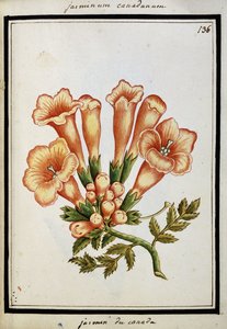 Kanadischer Jasmin, ca. 1700 von French School