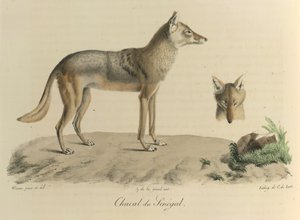 Chacal du Sénégal. Ein Schakal aus dem Senegal, aus Histoire Naturelle des Mammifères (Farblithographie) von French School