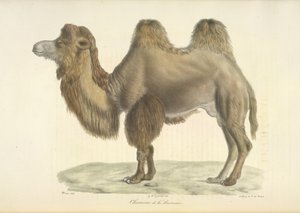 Baktrisches Kamel, aus Histoire Naturelle des Mammifères