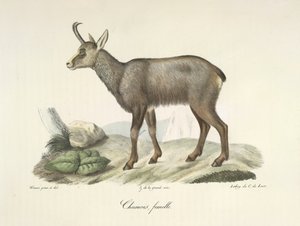 Gämse, femelle, aus Histoire Naturelle des Mammifères von French School