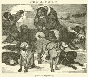 Eskimo-Hunde
