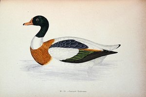 Brandgans