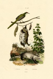 Schneidervogel