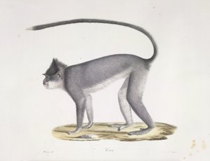 Croo. Ein Affe, aus Histoire Naturelle des Mammifères (Farblithographie) von French School