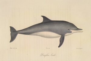 Dauphin bridé, aus Histoire Naturelle des Mammifères (Farblithographie) von French School